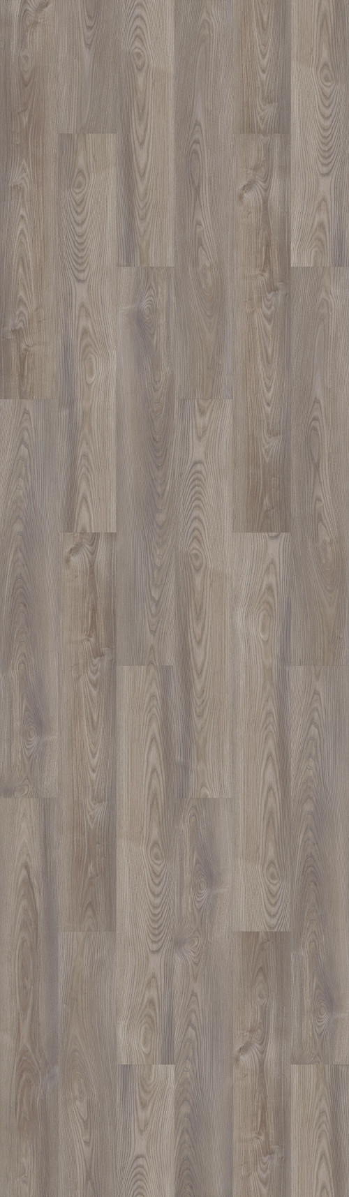 Grey Chestnut Grey Chestnut