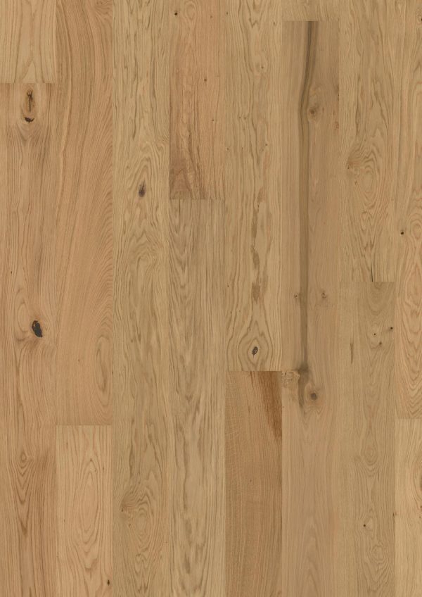 OAK ASTER OAK ASTER
