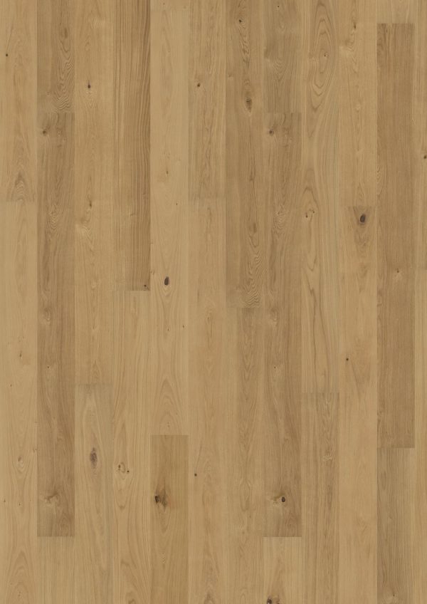 Oak Sun Oak Sun