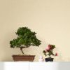 Wood Stripe Bronze Brown  