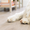 WYTHE OAK COREtec Scratchless, Coretecfloors 