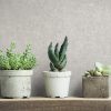 Hearts Cream  