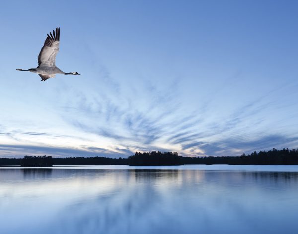 Free Range Blue  