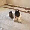 Classic Acacia Windansea Vinyl Flooring Vinyl Flooring 